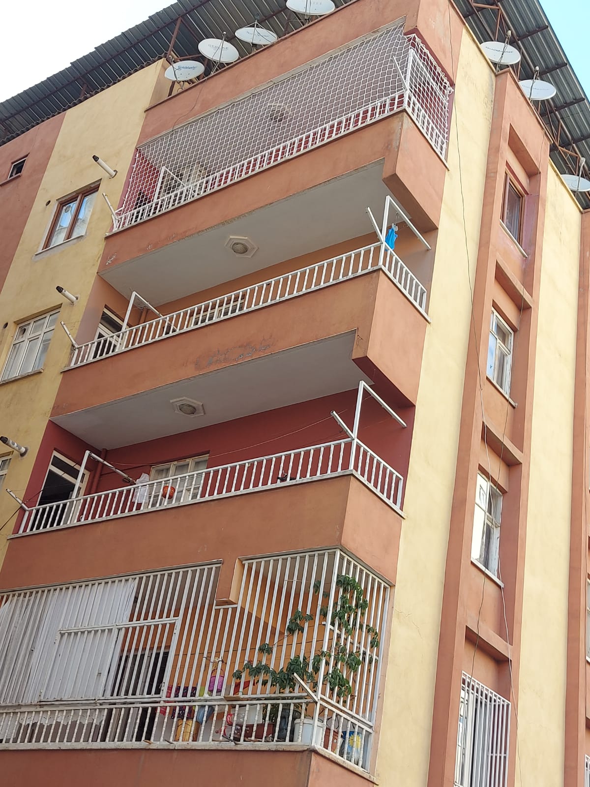 Kedi Filesi